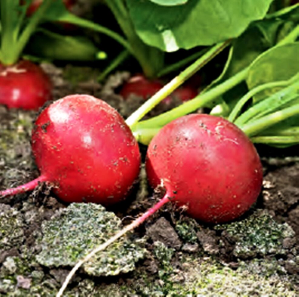 Редис Диего F1. 1 грамм. Hazera Seeds B. V. Круглый тёмно-красный урожайный редис для ОГ. от компании Агрошоп5 - фото 1
