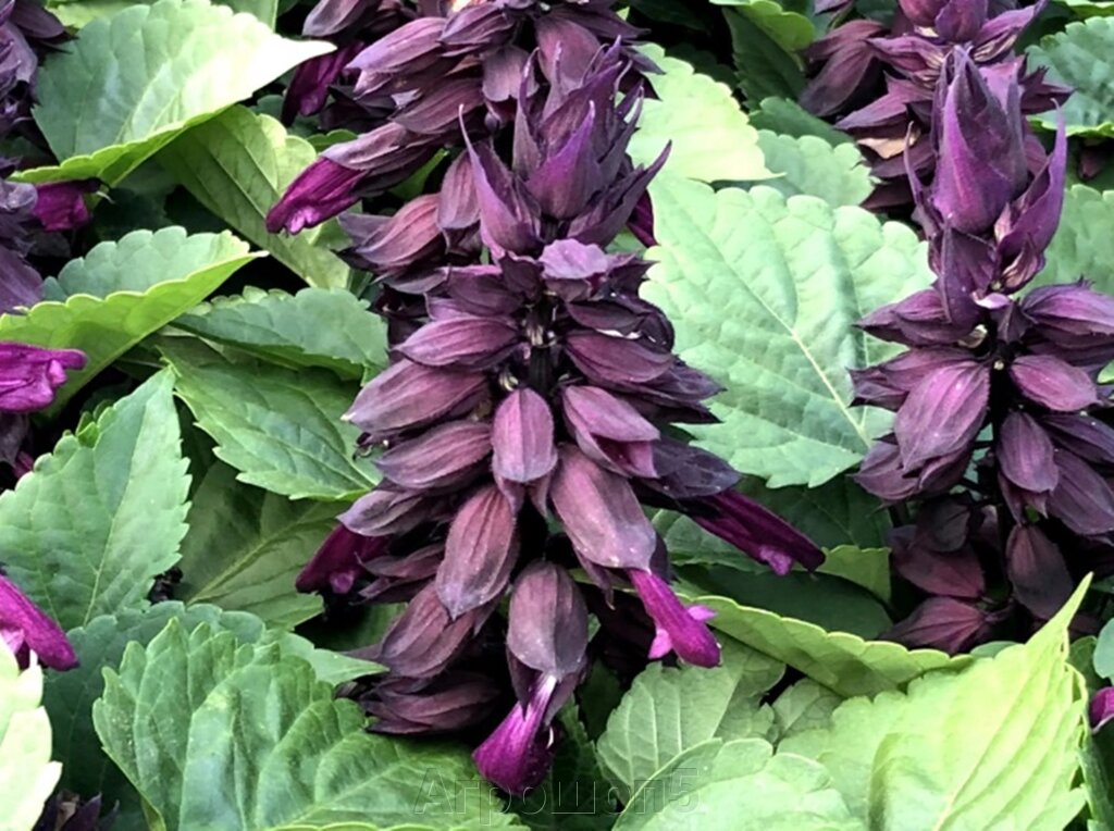 Сальвия Виста Пепл. 50 семян. Elite Seeds. Salvia Vista Purple. Цветочные колонны с пурпурными цветами от компании Агрошоп5 - фото 1