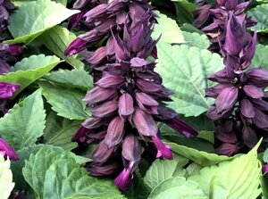 Сальвия Виста Пепл. 50 семян. Elite Seeds. Salvia Vista Purple. Цветочные колонны с пурпурными цветами