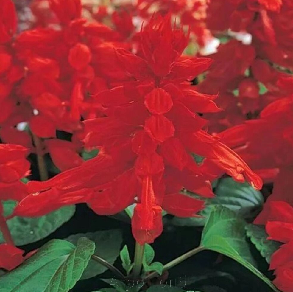 Сальвия Виста Ред. 50 семян. Elite Seeds. Vista Red Salvia. Цветочные колонны окрашенные в красный цвет от компании Агрошоп5 - фото 1