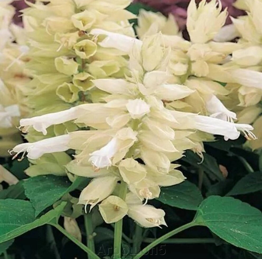 Сальвия Виста Уайт. 50 семян. Elite Seeds. Vista White Salvia. Цветочные колонны окрашенные в белый цвет от компании Агрошоп5 - фото 1