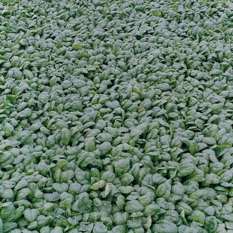 Шпинат Рембор F1. 50 тысяч семян. Bejo. Голландия. Зеленная культура. Профупаковка от компании Агрошоп5 - фото 1