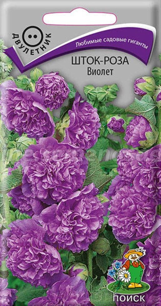 Шток-роза Виолет. 0,1 грамма. Поиск. Мальва высотой 2 м с крупными бархатистыми махровыми сине-фиолетовыми цветами от компании Агрошоп5 - фото 1