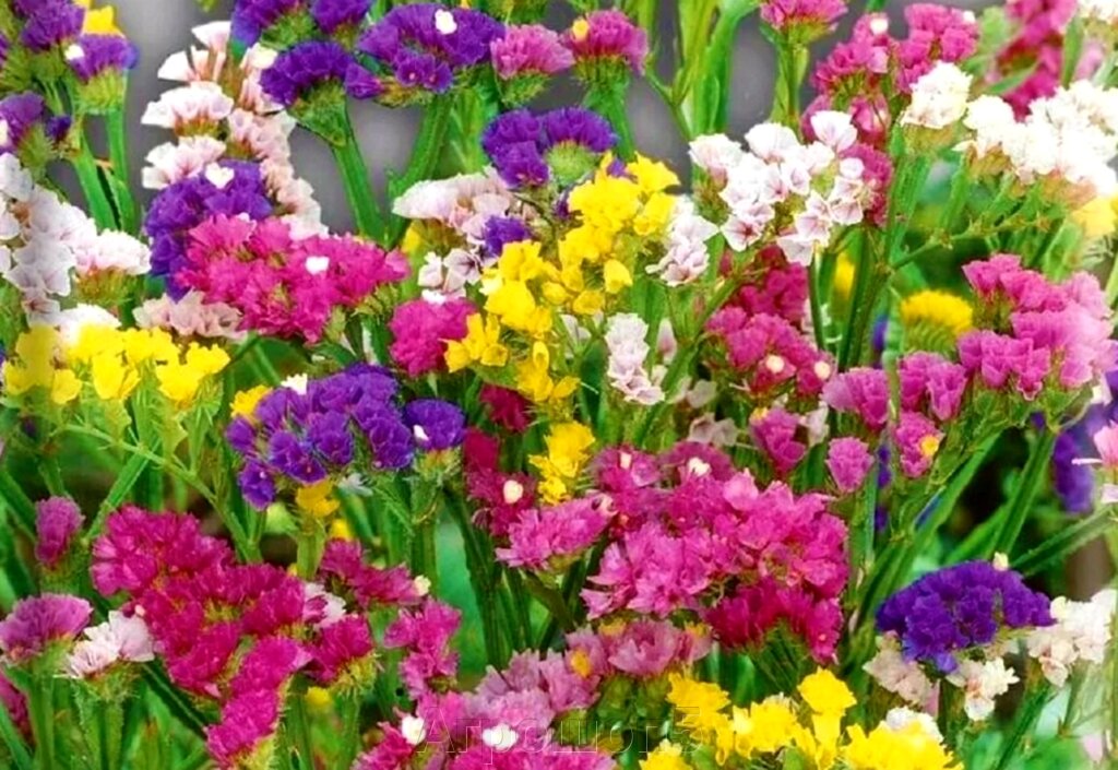 Цветы сухоцветы названия с фото садовые