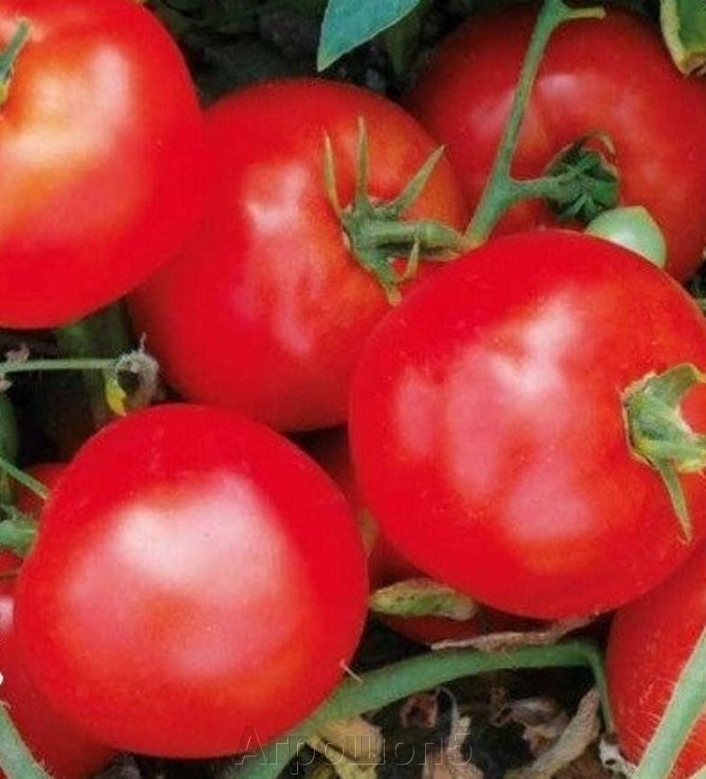 Томат 1502 F1. 50 семян. Lark Seeds. Красный ранний, крупный, выносливый, урожайный дет для ОГ. Фасовка от компании Агрошоп5 - фото 1