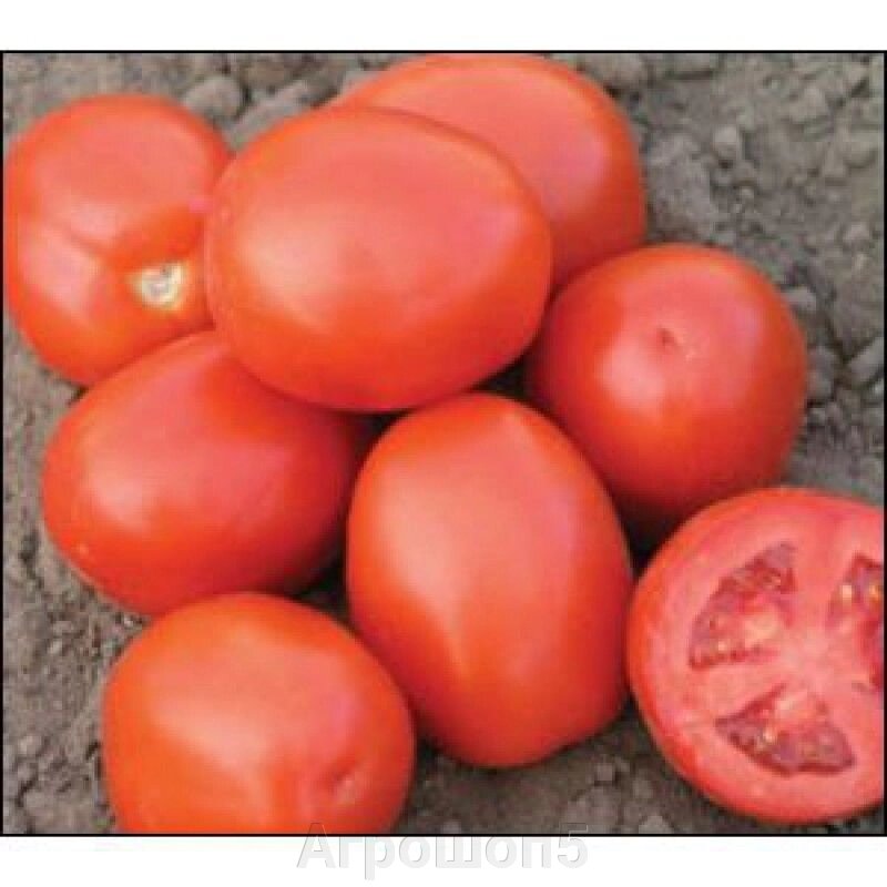 Томат Адванс F1. 1000 семян. Nunhems. Красноплодный среднеспелый томат для переработки от компании Агрошоп5 - фото 1