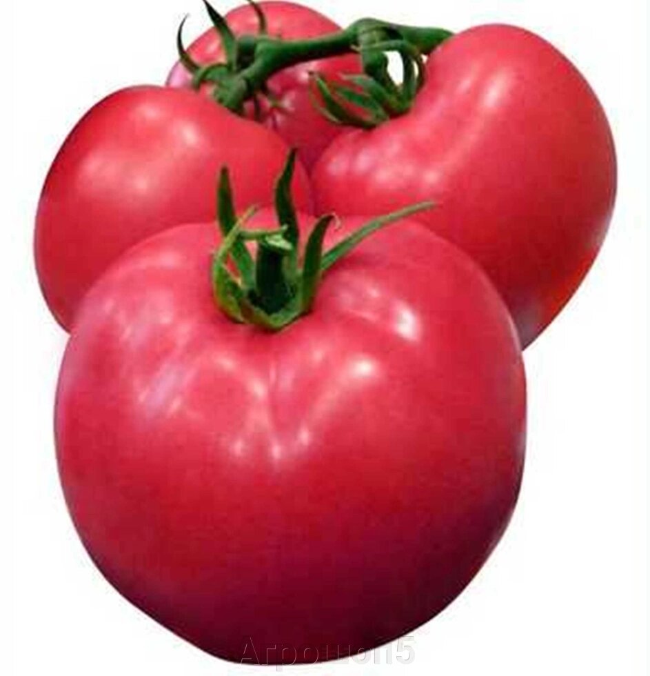 Томат Алези F1. 250 семян. Vilmorin. Розовый ранний индетерминантный крупноплодный томат для теплиц от компании Агрошоп5 - фото 1