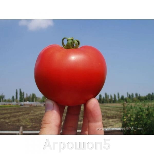 Томат Багира F1. 10 с. Clause. Красный ранний крупноплодный урожайный детерминантный томат в ОГ от компании Агрошоп5 - фото 1