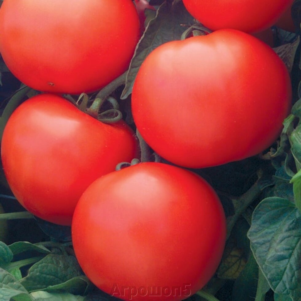Томат Дебют F1. 50 семян. Seminis. Красноплодный 200...220 г. ранний детерминантный урожайный томат от компании Агрошоп5 - фото 1