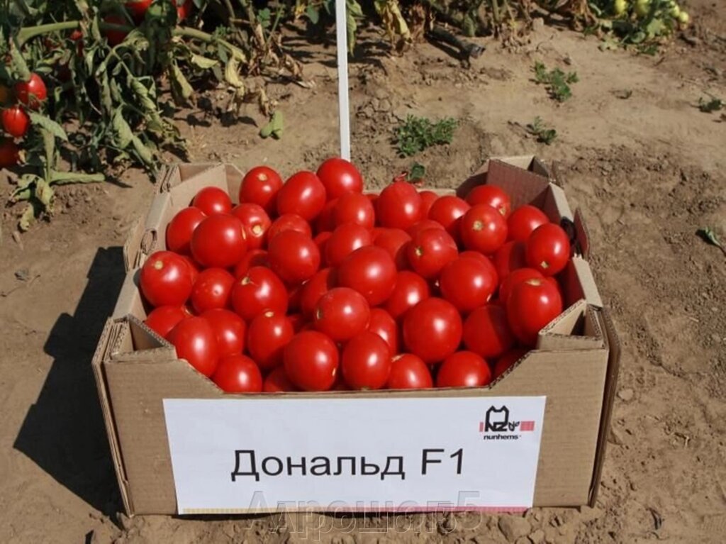 1000 семян томатов. Томат Солероссо f1.