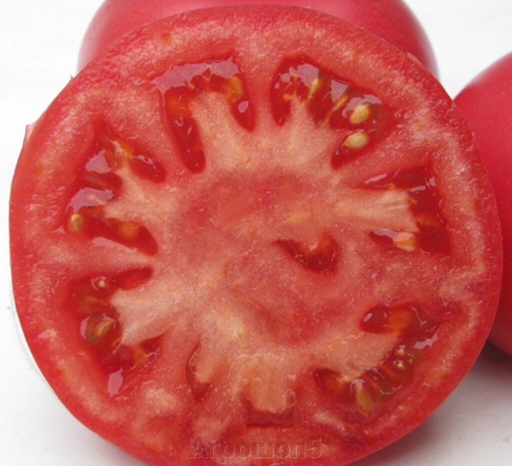 Томат Фенда F1. 1000 семян. Clause. Розовоплодный ранний 180-220 г. томат. Индетерминантный гибрид для теплиц ##от компании## Агрошоп5 - ##фото## 1