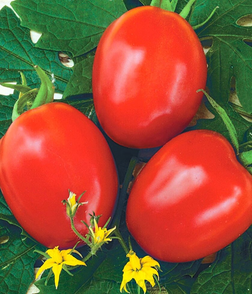 Томат Фоккер F1. 1000 семян. Nunhems. Красноплодный поздний томат-сливка 65-70 г. Детерминантный гибрид для ОГ ##от компании## Агрошоп5 - ##фото## 1