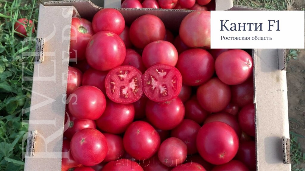 Томат Канти F1. 50 семян. River Seeds. Детерминантный розовоплодный раннеспелый БИФ томат для открытого грунта от компании Агрошоп5 - фото 1