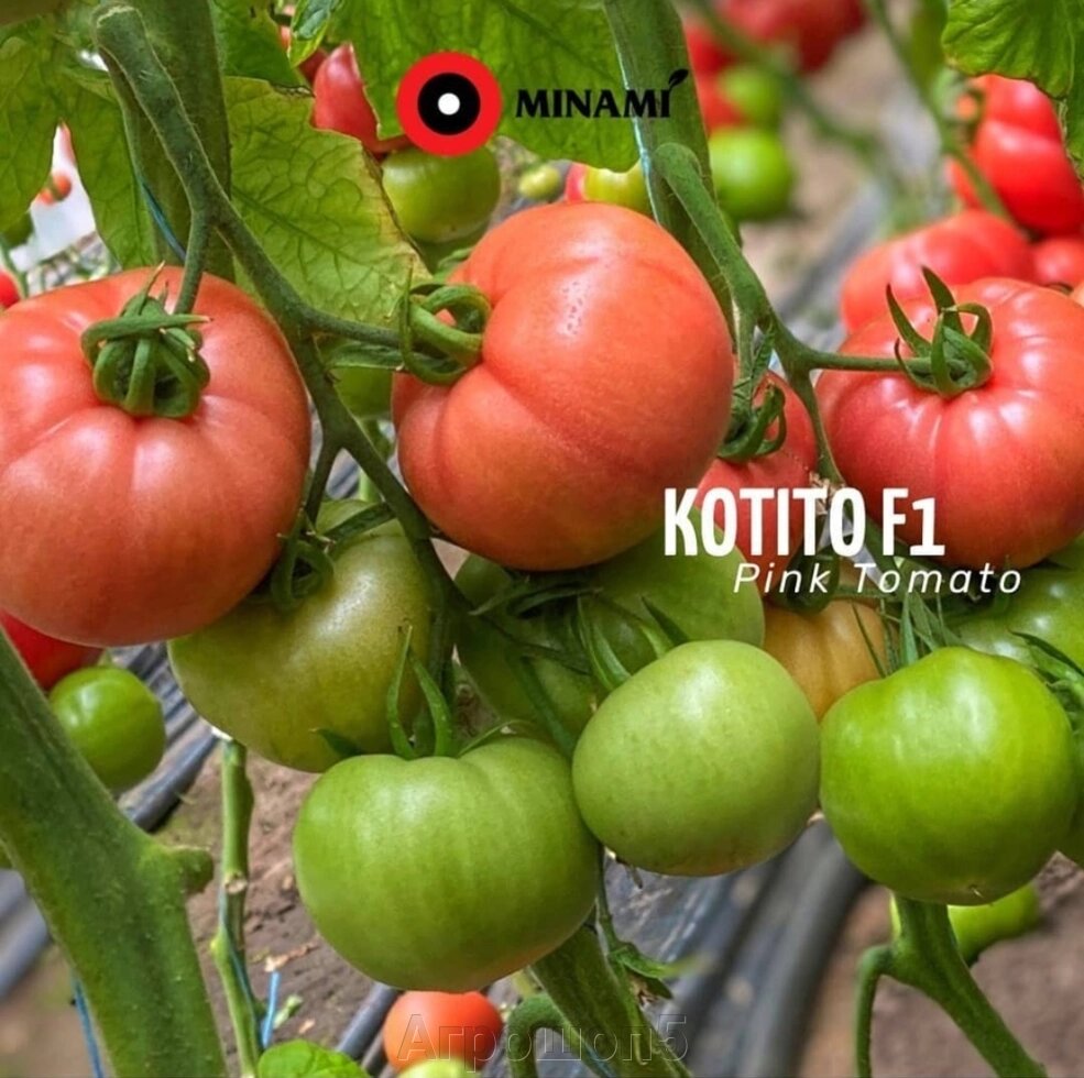 Томат Котито F1 | Kotito F1. 50 семян. Minami Seeds. Ранний высокоурожайный индетерминантный розовый БИФ от компании Агрошоп5 - фото 1