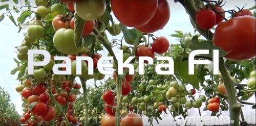 Томат Панекра F1