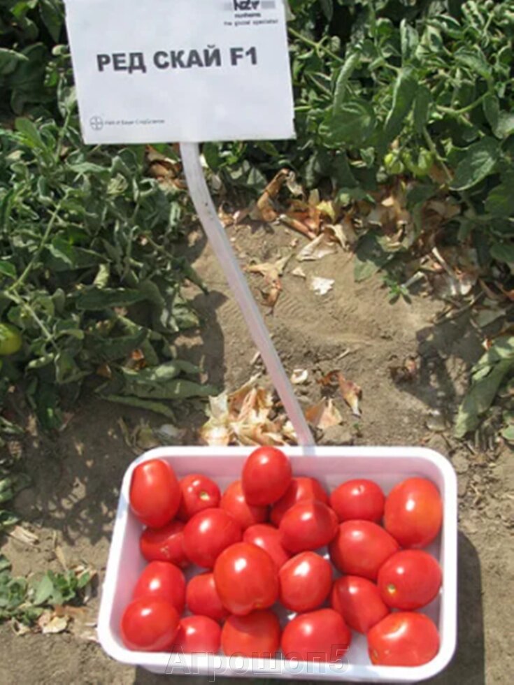 Томат Ред Скай F1. 1000 семян. Nunhems. Красноплодный овально-кубовидный 70-75 г. среднеспелый детерминантный томат в ОГ ##от компании## Агрошоп5 - ##фото## 1