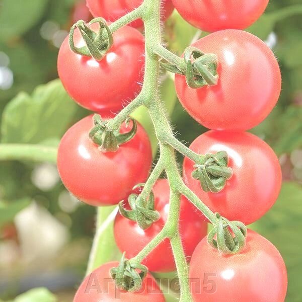 Томат Рианна F1. 50 семян. Sakata. Розовоплодный ранний индетерминантный коктейль-томат для теплиц. Фасовка от компании Агрошоп5 - фото 1