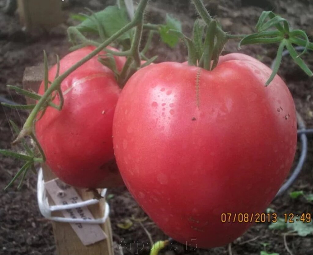 Томат Розовый фламинго. 0,1 грамм. Семена Крыма. Розовоплодный среднеспелый низкорослый томат для ОГ и теплиц от компании Агрошоп5 - фото 1