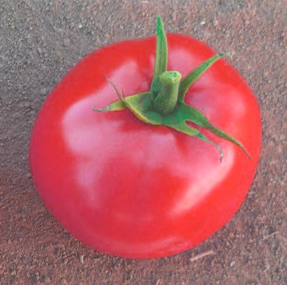 Томат СА 911 F1. 10 семян. GreenTime. Крупноплодный чрезвычайно ранний розовый  детерминантный томат от компании Агрошоп5 - фото 1