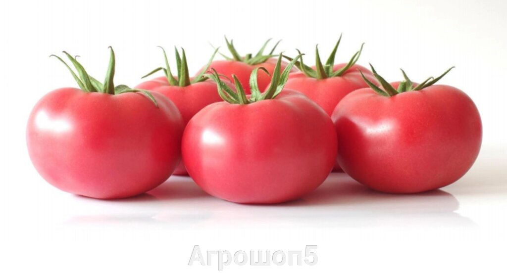 Томат Шихербаз | Shiherbaz F1. 5 семян. Hazera. Розовоплодный урожайный крупный томат-индет для теплиц. Фасовка от компании Агрошоп5 - фото 1