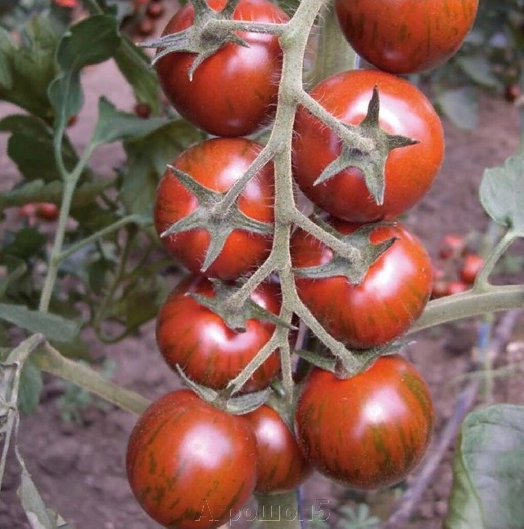 Томат Тайгер F1. 100 семян. Yuksel. Индетерминантный коктейльный коричнево-полосатый томат. Для теплиц от компании Агрошоп5 - фото 1
