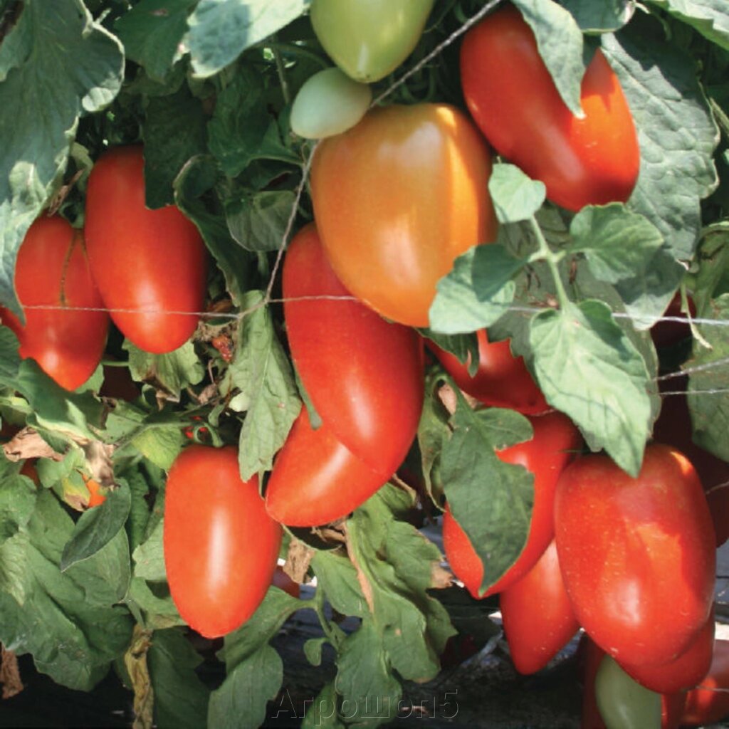 Томат Тиго F1. 1000 семян. Среднеспелый детерминантный гибрид крупного красного томата - сливки. Урожайный томат для ОГ от компании Агрошоп5 - фото 1