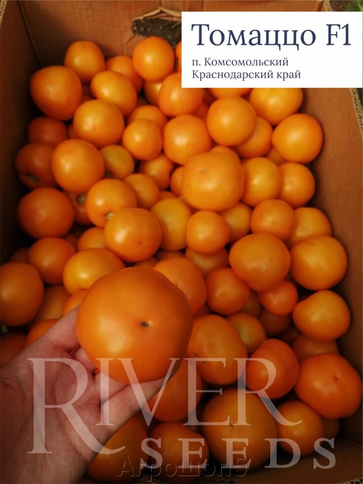 Томат Томаццо F1. 100 семян. River Seeds. Желтый крупноплодный позднеспелый индет для теплиц (ЗГ) от компании Агрошоп5 - фото 1