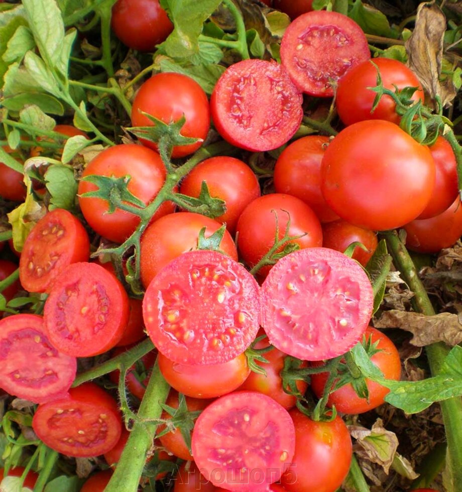 Томат Уно Россо F1. 1000 семян. Unigen Seeds. Красноплодный ранний томат 55–60 г.  Детерминантный гибрид в ОГ ##от компании## Агрошоп5 - ##фото## 1