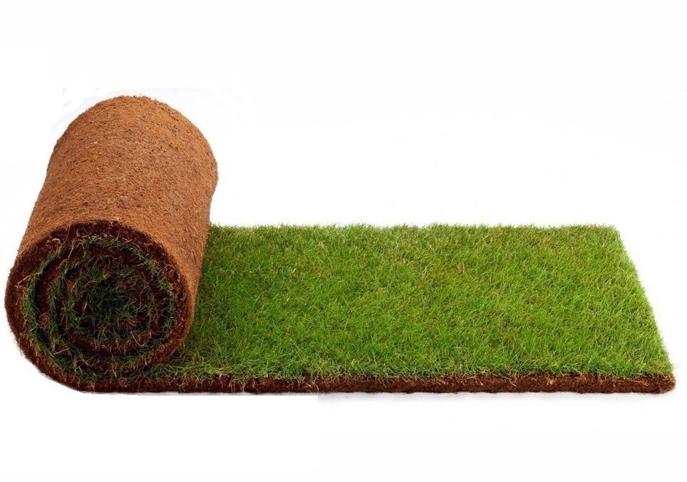 Трава газонная низкорослая. Рулонный газон под ключ. Рулонный газон. Газон в рулонах. Рулонный газон на участке.