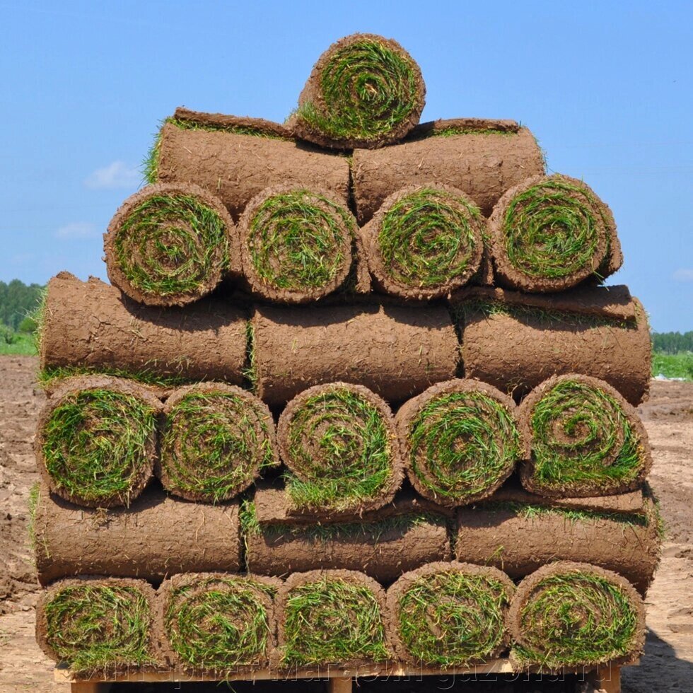 Рулонный газон "Элит - стандарт" от компании Интернет магазин gazonu ru - фото 1