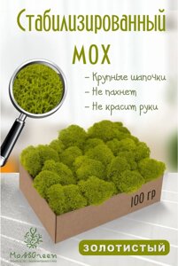 Мох стабилизированный/ягель (100 гр) Цвет - золотистый