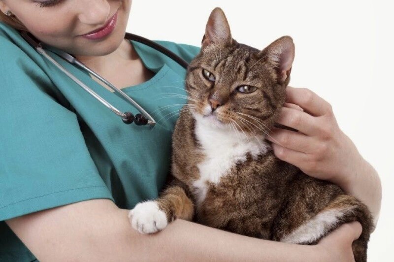 Кастрация кота , крипторха  (в брюшной полости) от компании Ветеринарная клиника Эксперт - фото 1