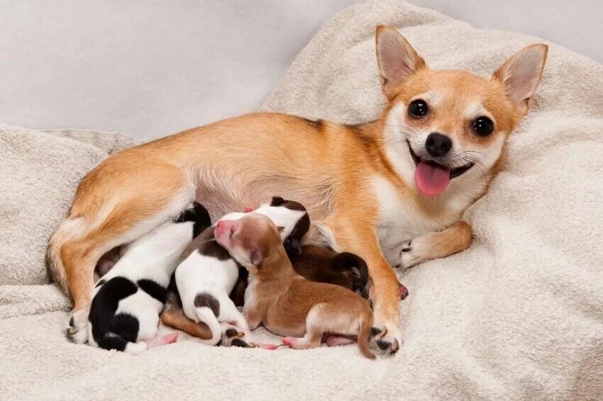 Кесарево сечение собаки (суки) ##от компании## Ветеринарная клиника Эксперт - ##фото## 1
