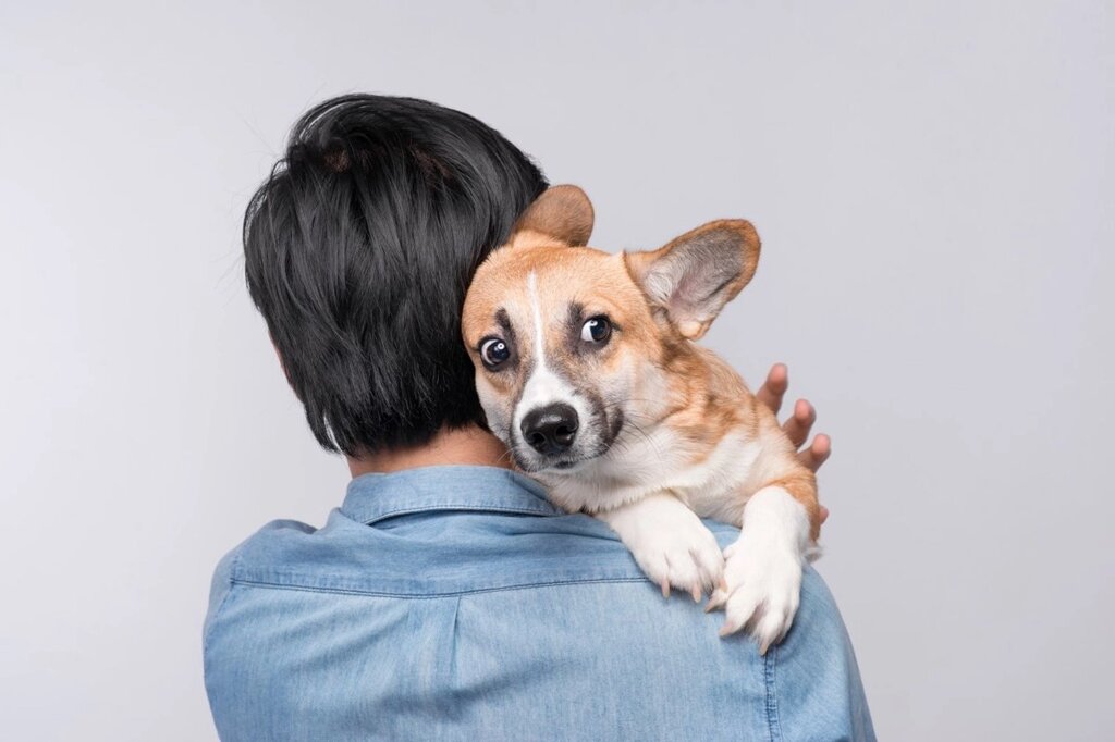 Купирование ушей щенкам до 2-х месяцев (без учета наркоза) от компании Ветеринарная клиника Эксперт - фото 1