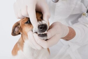 Ультрозвуковая чистка зубов скайлером кошке / собаке (до 10 кг)