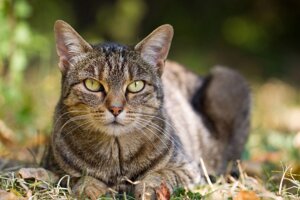 Кастрация кота (все включено)