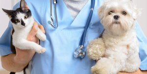 Вакцинация собаки/кошки импортной вакциной без бешенства