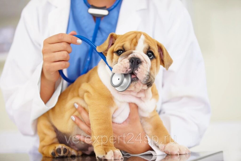 Первичный прием у ветеринарного специалиста ( терапевт, хирург ) - Ветеринарная клиника Эксперт