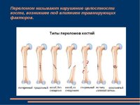 Остеосинтез у собак и кошек