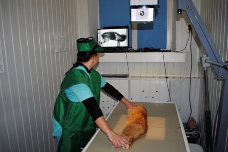 Рентген серия снимков с введением бария от компании Ветеринарная клиника Эксперт - фото 1