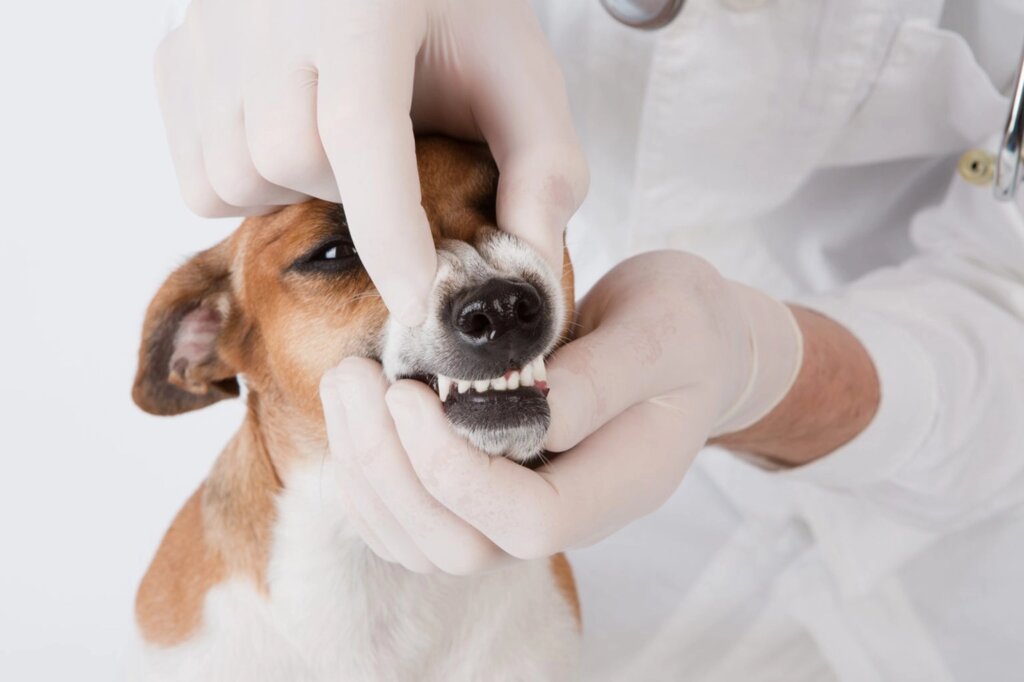 Ультрозвуковая чистка зубов скайлером кошке / собаке (до 10 кг) по будням от компании Ветеринарная клиника Эксперт - фото 1