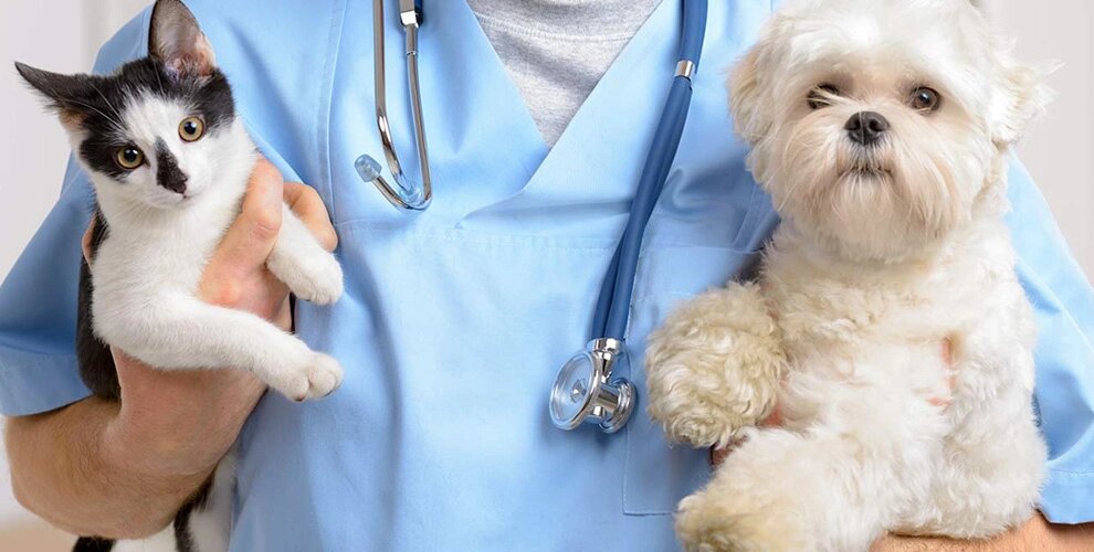 Вакцинация собаки/кошки импортной вакциной без бешенства от компании Ветеринарная клиника Эксперт - фото 1