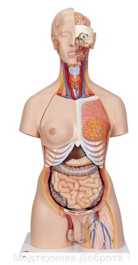 Модель торса двуполая разборная 85 см 23 части (на подставке) от компании Медтехника Доброта - фото 1