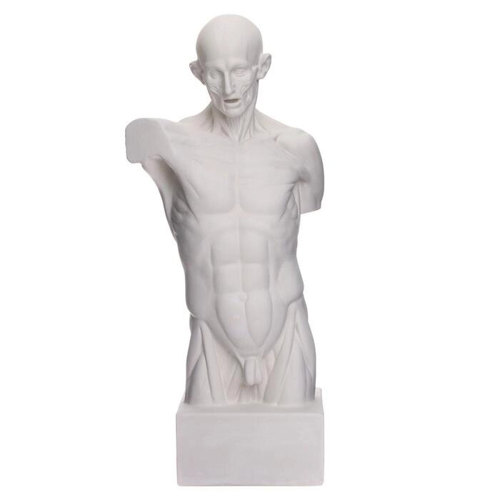 Гипсовая фигура анатомическая: Торс Гудона, 12 х 15 х 48 см от компании Интернет - магазин Flap - фото 1