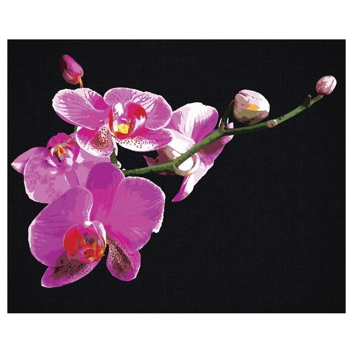 Картина по номерам на черном холсте «Цветы орхидеи», 40  50 см от компании Интернет - магазин Flap - фото 1