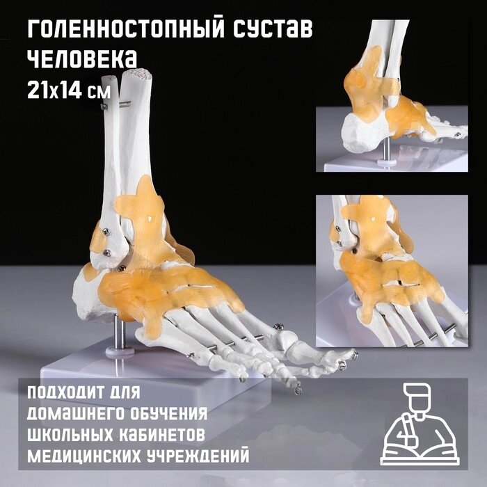 Макет "Голенностопный сустав человека" 21*20см от компании Интернет - магазин Flap - фото 1