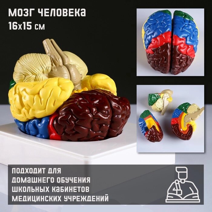 Макет "Мозг человека" 16*15см от компании Интернет - магазин Flap - фото 1