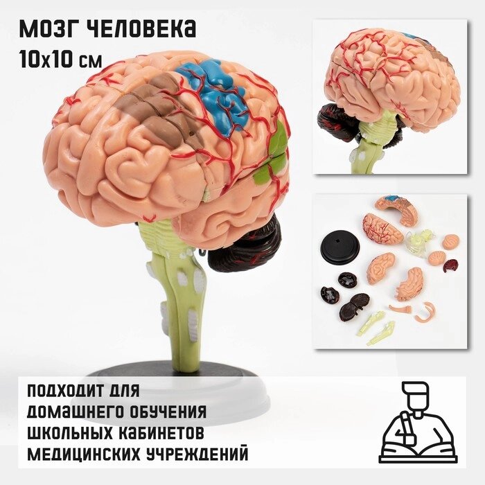 Макет "Мозг человека" разборный, 10*10 см от компании Интернет - магазин Flap - фото 1