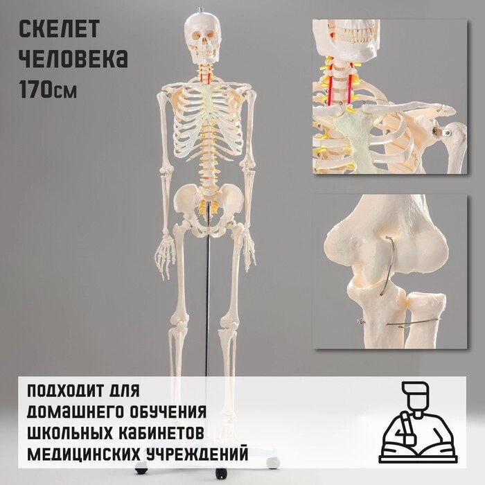 Макет "Скелет человека" 170см от компании Интернет - магазин Flap - фото 1