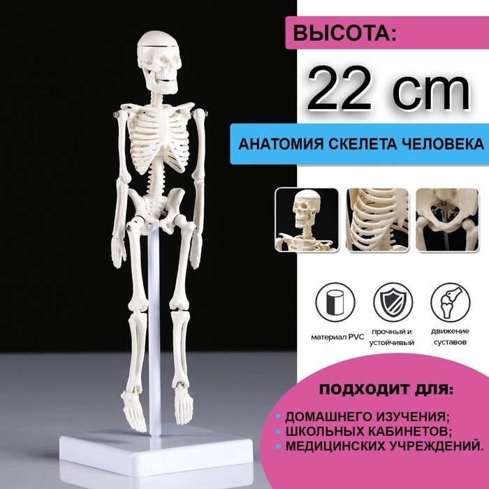 Макет "Скелет человека" 22см от компании Интернет - магазин Flap - фото 1